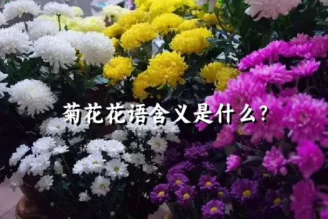 菊花花语含义是什么？