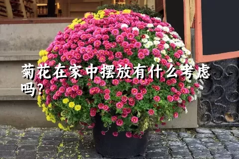 菊花在家中摆放有什么考虑吗？