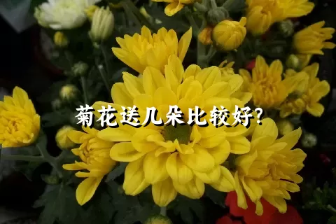 菊花送几朵比较好？