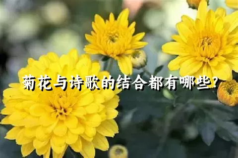 菊花与诗歌的结合都有哪些？