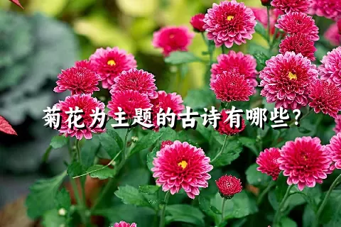 菊花为主题的古诗有哪些？