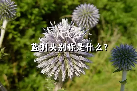 蓝刺头别称是什么？