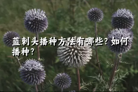 蓝刺头播种方法有哪些？如何播种？