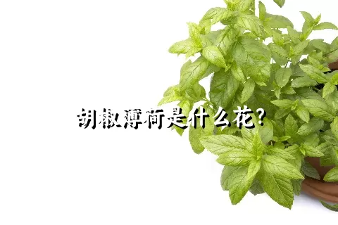 胡椒薄荷是什么花？