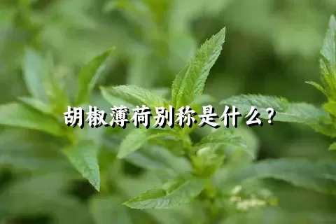 胡椒薄荷别称是什么？