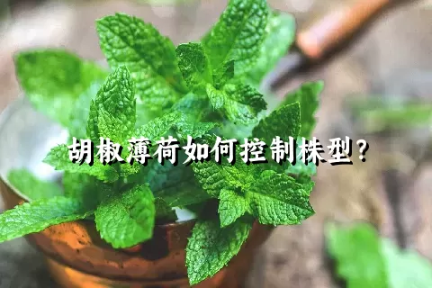 胡椒薄荷如何控制株型？