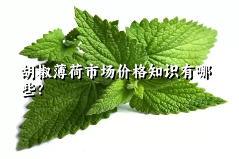 胡椒薄荷市场价格知识有哪些？