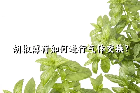 胡椒薄荷如何进行气体交换？