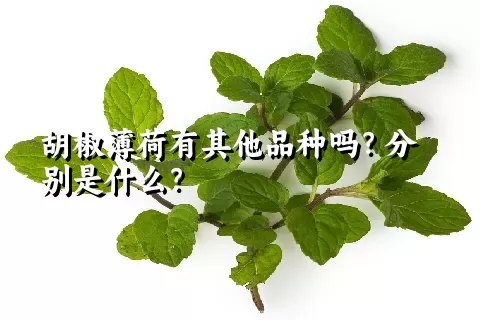 胡椒薄荷有其他品种吗？分别是什么？