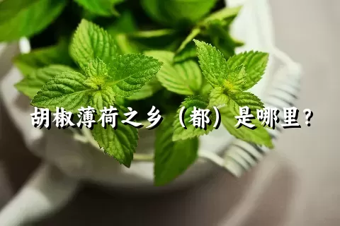 胡椒薄荷之乡（都）是哪里？