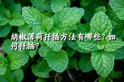 胡椒薄荷扦插方法有哪些？如何扦插？