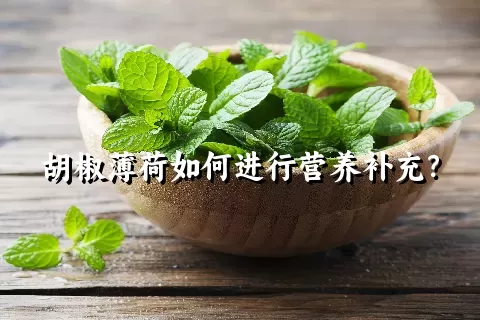 胡椒薄荷如何进行营养补充？