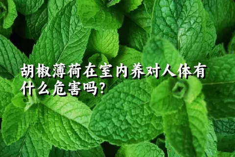 胡椒薄荷在室内养对人体有什么危害吗？