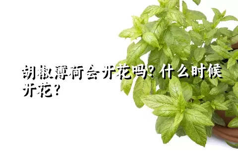 胡椒薄荷会开花吗？什么时候开花？