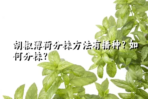 胡椒薄荷分株方法有播种？如何分株？