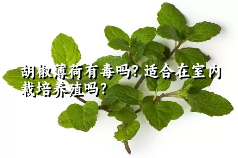 胡椒薄荷有毒吗？适合在室内栽培养殖吗？