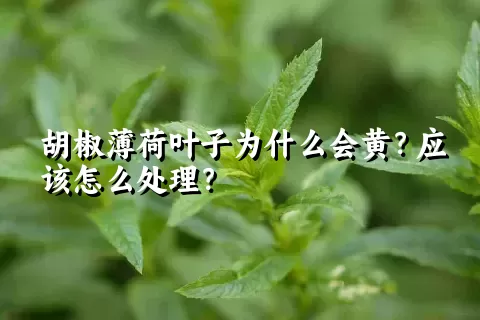 胡椒薄荷叶子为什么会黄？应该怎么处理？