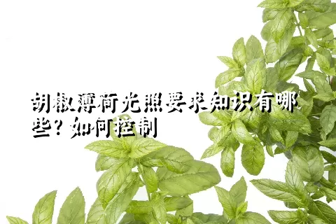 胡椒薄荷光照要求知识有哪些？如何控制