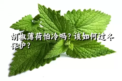 胡椒薄荷怕冷吗？该如何过冬保护？