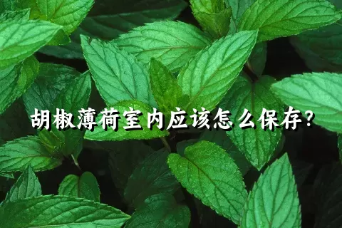 胡椒薄荷室内应该怎么保存？