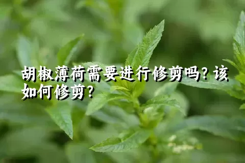 胡椒薄荷需要进行修剪吗？该如何修剪？