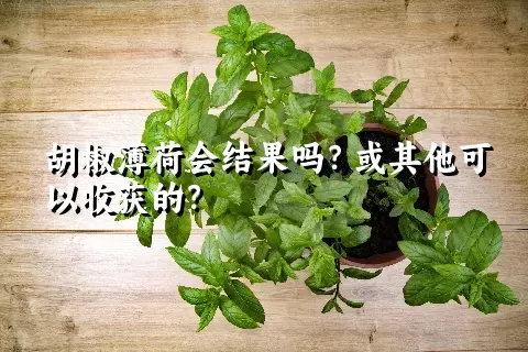 胡椒薄荷会结果吗？或其他可以收获的？