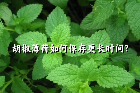 胡椒薄荷如何保存更长时间？