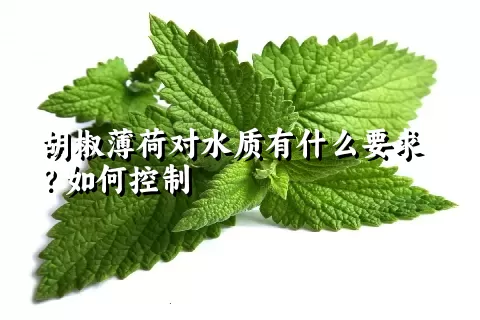 胡椒薄荷对水质有什么要求？如何控制