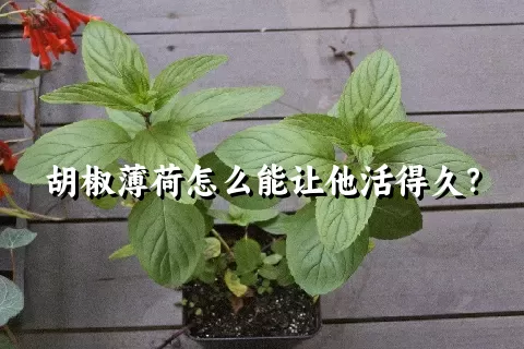 胡椒薄荷怎么能让他活得久？