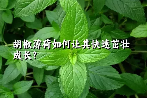 胡椒薄荷如何让其快速茁壮成长？