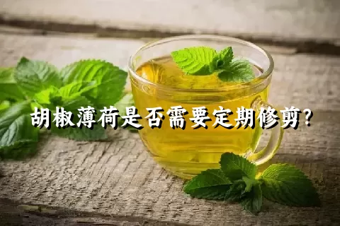 胡椒薄荷是否需要定期修剪？