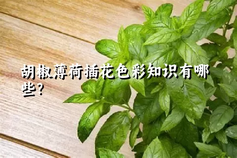 胡椒薄荷插花色彩知识有哪些？