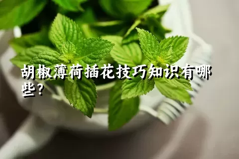 胡椒薄荷插花技巧知识有哪些？