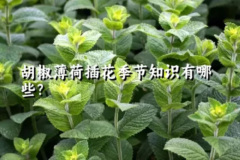 胡椒薄荷插花季节知识有哪些？