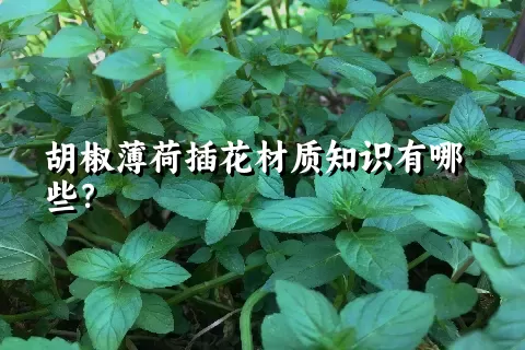 胡椒薄荷插花材质知识有哪些？