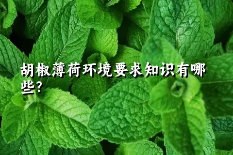 胡椒薄荷环境要求知识有哪些？