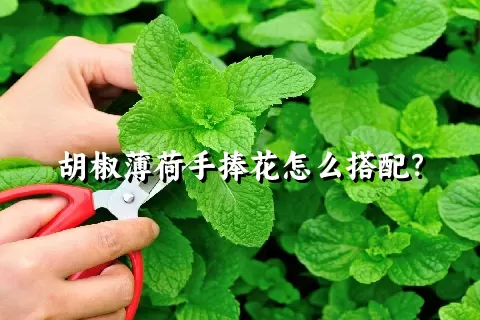 胡椒薄荷手捧花怎么搭配？