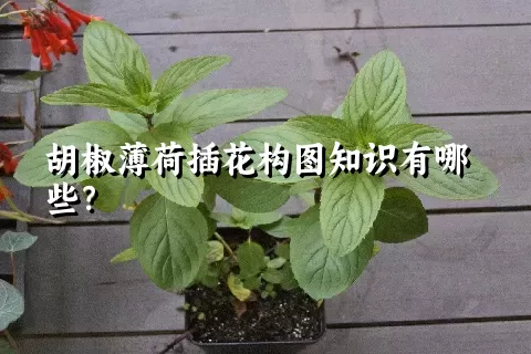 胡椒薄荷插花构图知识有哪些？