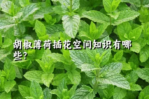 胡椒薄荷插花空间知识有哪些？