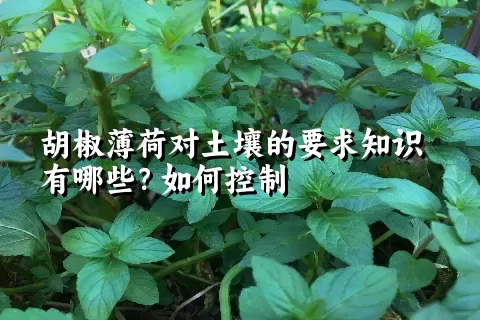 胡椒薄荷对土壤的要求知识有哪些？如何控制