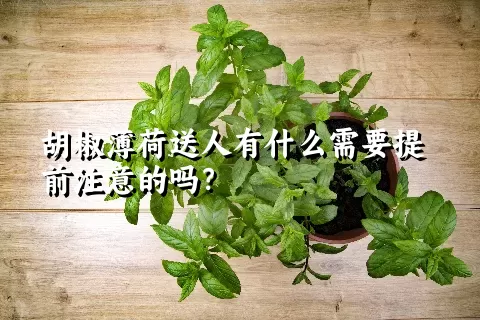 胡椒薄荷送人有什么需要提前注意的吗？