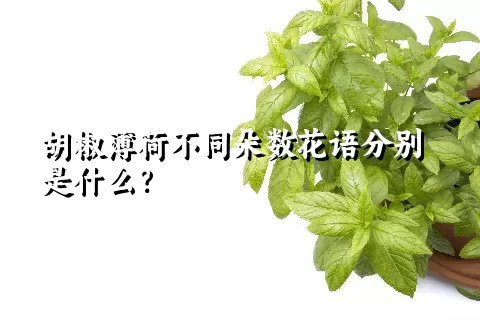 胡椒薄荷不同朵数花语分别是什么？