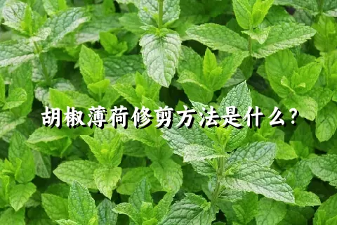 胡椒薄荷修剪方法是什么？