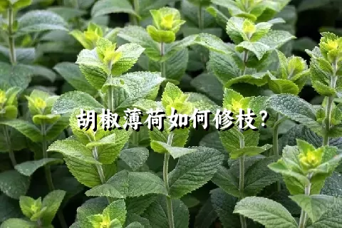 胡椒薄荷如何修枝？