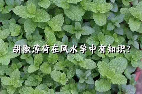 胡椒薄荷在风水学中有知识？