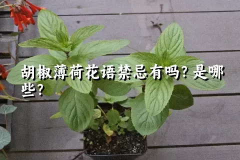 胡椒薄荷花语禁忌有吗？是哪些？