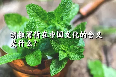 胡椒薄荷在中国文化的含义是什么？