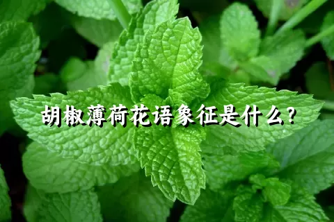 胡椒薄荷花语象征是什么？