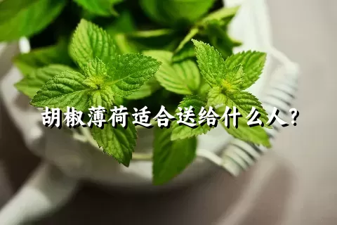 胡椒薄荷适合送给什么人？