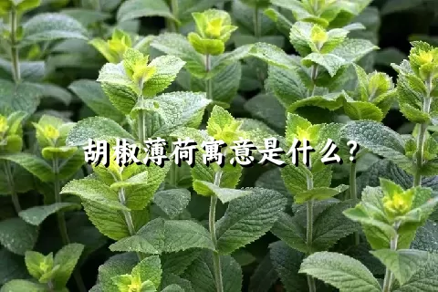 胡椒薄荷寓意是什么？